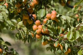 abricots_01.jpg
